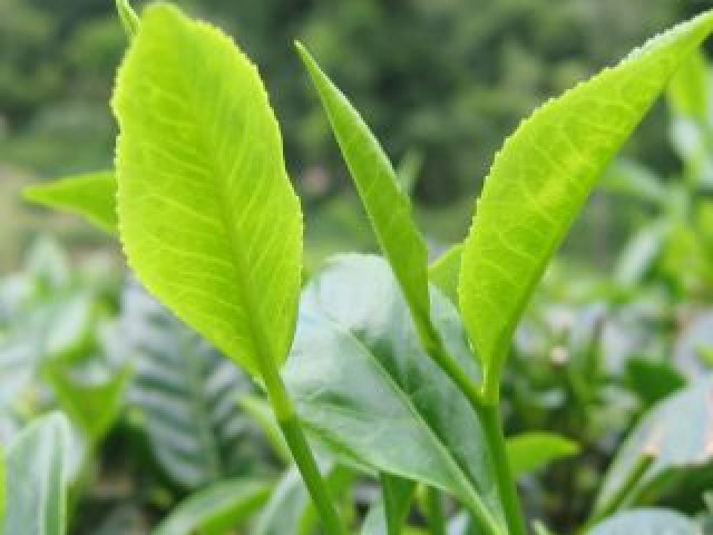 Gewürzberge und Tee