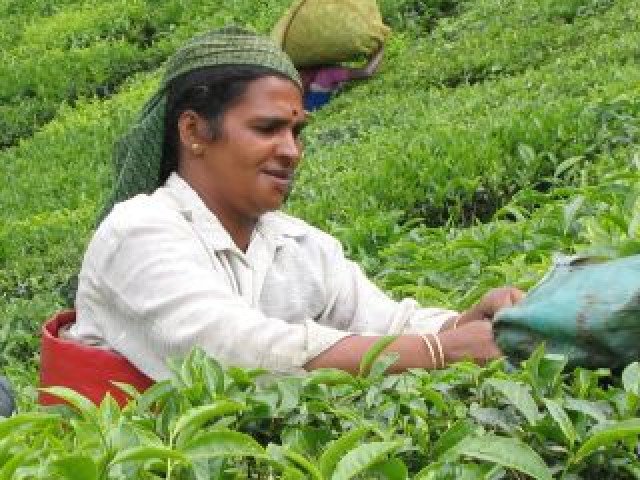 Gewürzberge und Tee