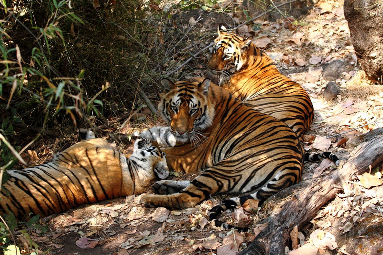 Auf der Fährte des Tigers