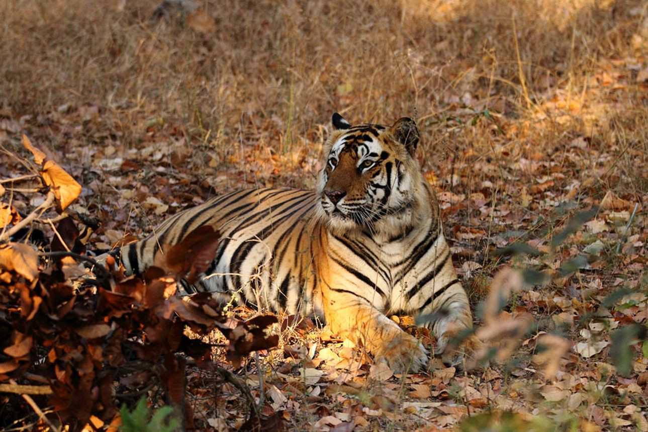 Auf der Fährte des Tigers
