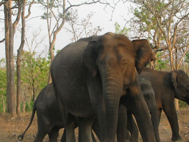 Kaleidoskop Karnataka und Kerala